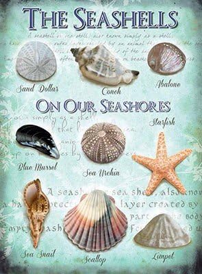 ART/ARTWORK - Licensed Collectibles, Vintage, Antique And Original Designs - SEASIDE INSPIRED DREAMS THEMED HOME / OFFICE DECOR [354210234] - "The Seashells" - Artwork/Sign Is Paint On Metal [MSOMS]