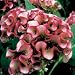 30+ Chief Rose Cockscomb Flower Seeds / Celosia / Annual
