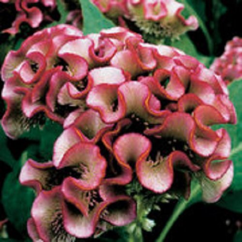 30+ Chief Rose Cockscomb Flower Seeds / Celosia / Annual 30+ Chief Rose Cockscomb Flower Seeds / Celosia / Annual
