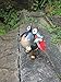 Metal Garden Art Decoration, Steel Ladybird Figurine with Solar Powered Animal Lights for Garden Patio and Lawn Decor and Yard Ornaments