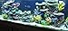 Instant Reef DM056 Artificial Coral Inserts Decor, Fake Coral Reef Decorations for Colorful Freshwater Fish Aquariums, Marine and Saltwater Fish Tanksthumb 2