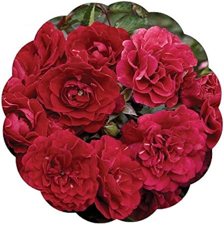 Stargazer Perennials Fire Meidiland Rose Plant Potted | Reblooming Ground Cover Rose Red Flowers - Own Root Low Maintenance