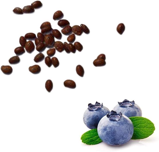 200 PCS Blueberry Fruit Seeds Home Garden Potted Plant Amazon.co.uk