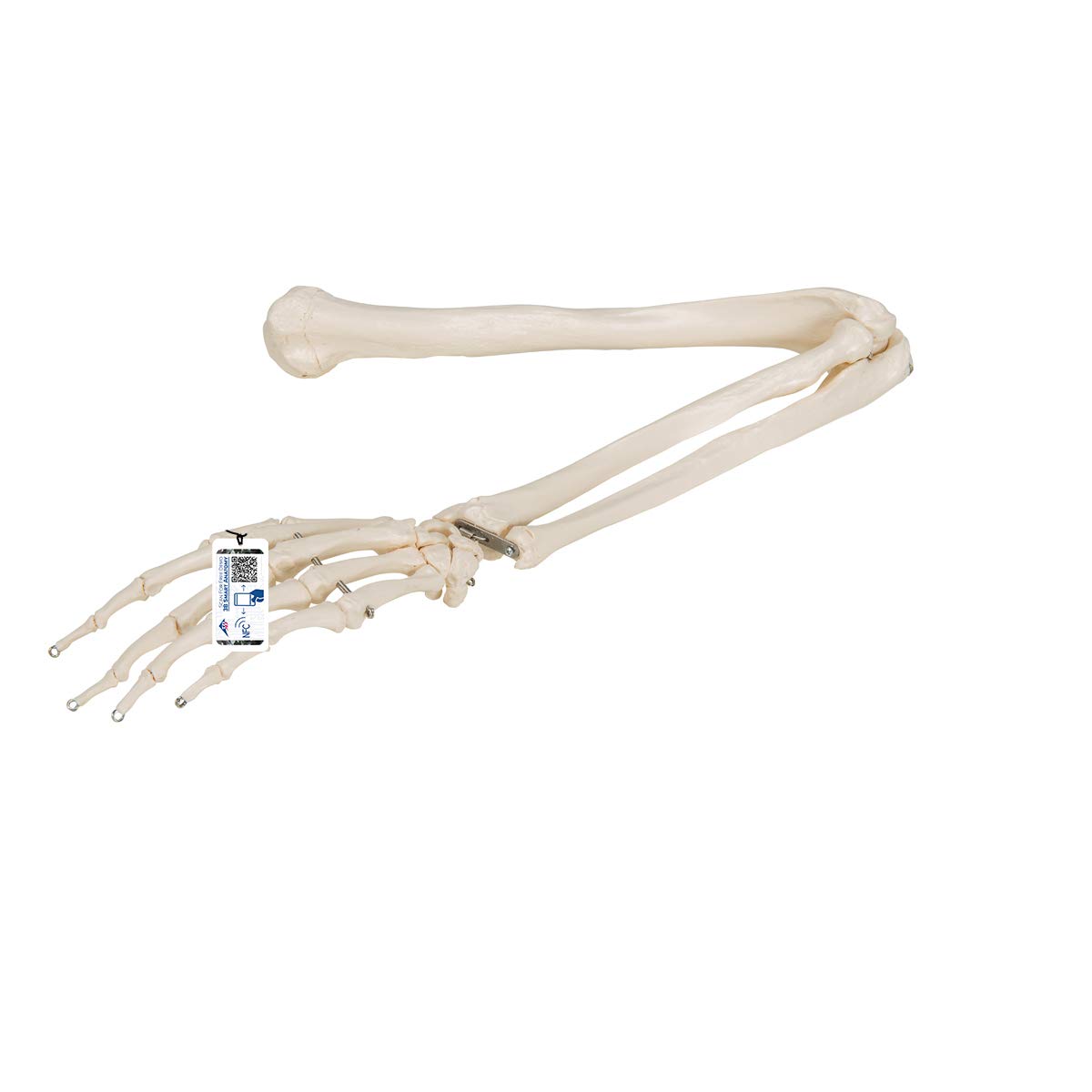 3B Scientific Arm Skeleton Model + free Anatomy App - 3B Smart Anatomy