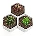 MyGift Hexagon White Ceramic Plant Pots, Small Succulent Planters, Set of 3