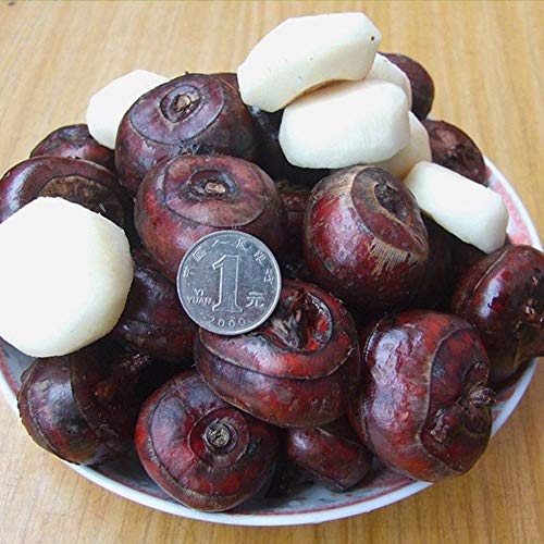 Plentree 1/Pcs Water Chestnut Fruit Seed Super Big Sweet Honey-Dew Seeds Garden Plants