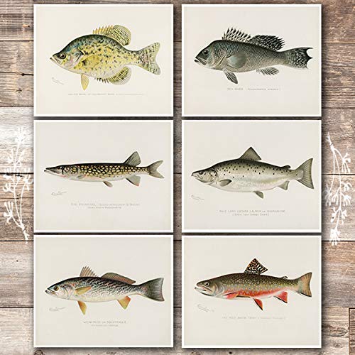 8x10s Set Of 6 Unframed Fish Wall Art Prints Vintage Fishing
