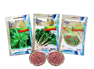 3 kinds of Thailand herb / vegetable , popular variety seeds to grow (Sweet Basil, Coriander, Bird Chili)