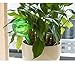 Mkono 2pcs Self Watering Aqua Globes Small Plant Automatic Watering Bulbs Ball