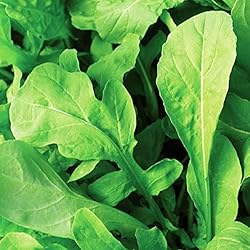 Astro Arugula Lettuce Seeds for