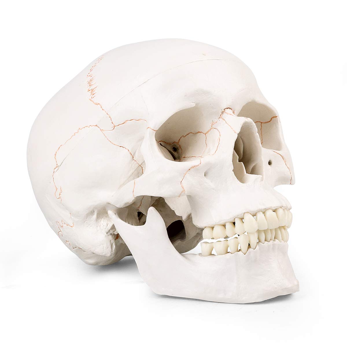 LYOU Human Skull Model, Life Size Human Skull Head, Model Human Anatomy Head Skeleton Model for Learning, (Line Painted Skull)