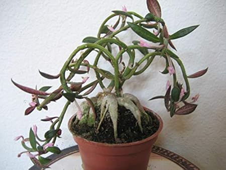 ExoticRarePlants MONADENIUM RUBELLUM RARE BONSAI PLANT