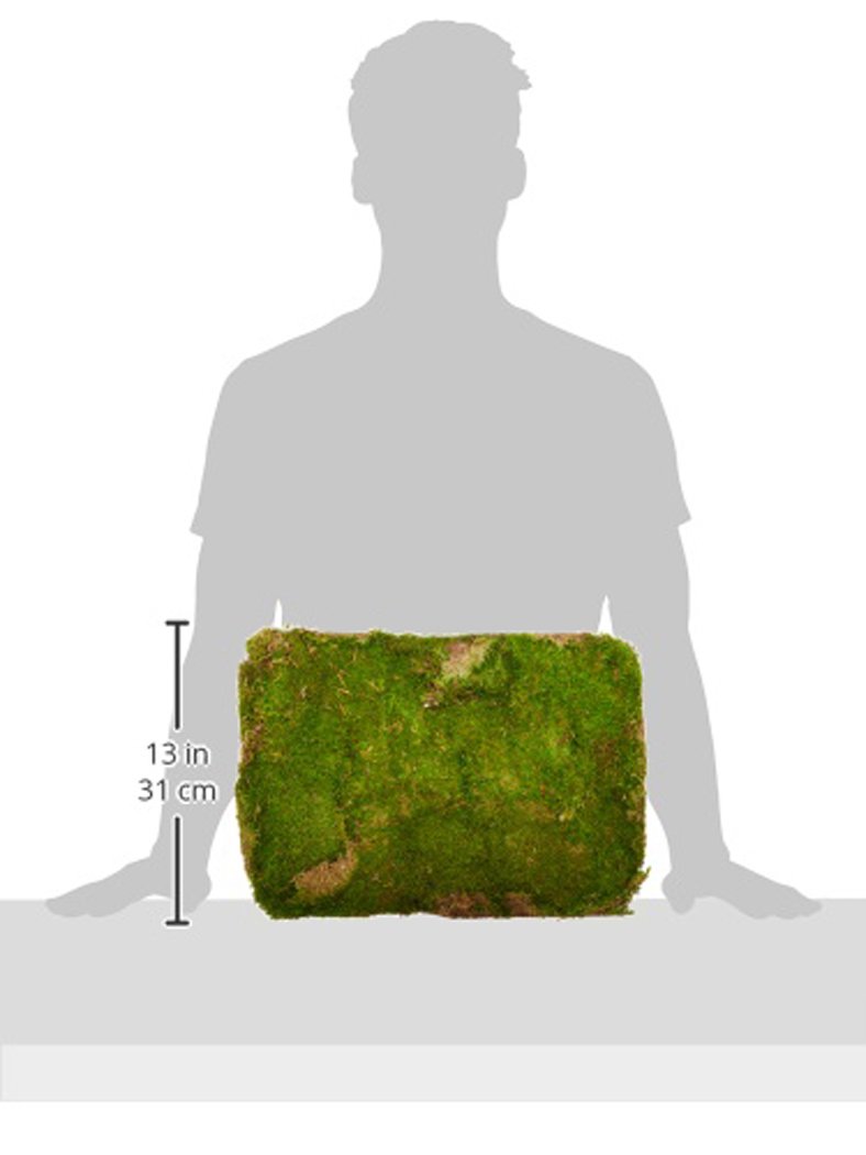 SuperMoss (21508) Preserved Sheet Moss, Fresh Green, 5 Pounds