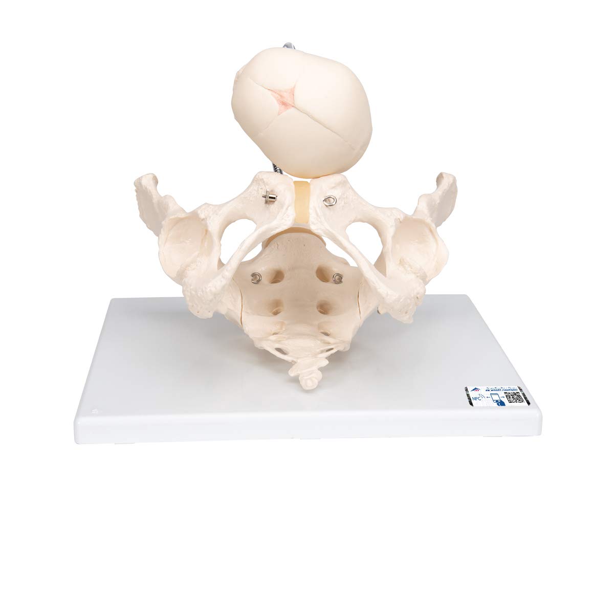 3B Scientific L30 Childbirth Demonstration Pelvis + free anatomy software - 3B Smart Anatomy