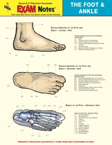 Foot & Ankle Anatomy EXAM Notes (EXAM Notes Reference Charts)
