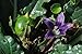 6 Mandrake seeds, Mandragora autumnalis