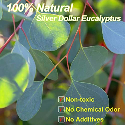 Preserved Dried Eucalyptus Stems, 710 Pcs 100 Natural Real Silver Dollar Leaves for Vase