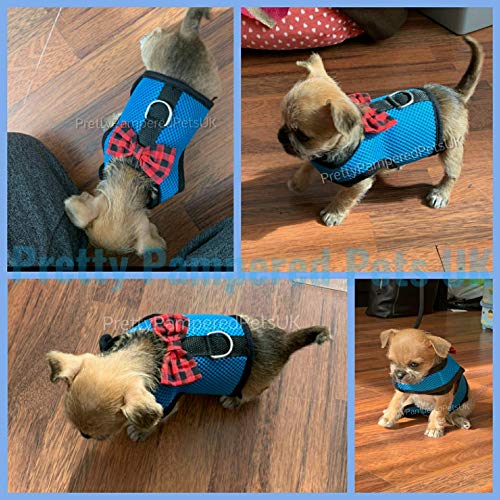 teacup puppy diapers