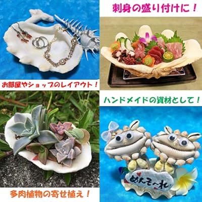 Amazon シャコガイ シャコ貝 大サイズ 生態 採集 おもちゃ