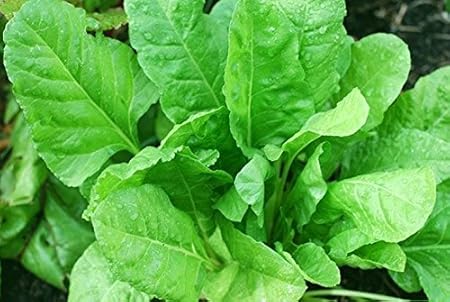 Splendour Seeds  Palak Seeds Spinach Vegetable Seeds