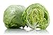 Iceberg Lettuce - 3000 Seeds - Bonus Pack!