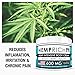 Hemp Cream for Pain Relief - 600 Mg - Contains Arnica, MSM & EMU Oil - Fast Acting Natural Hemp Extract Cream for Inflammation, Muscle, Joint, Knee, Neck, Arthritis & Back Pain - Made in USA - Non-GMO