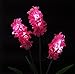 Samgo Outdoor Waterproof Solar Flower Battery Light Hyacinth for Garden, Balcony, Lawn Illumination (Pink)