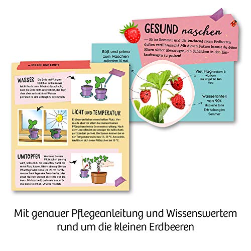 KOSMOS 657819 Feen-Erdbeeren Experimentierset für Kinder, Mädchen ab 6 Jahren, Planzset für Kinder, Experimentier-Set für Kinder – Bild 6