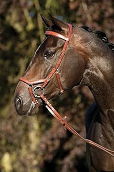 Rambo Micklem for English Competition Bridle Reins Horse Havana