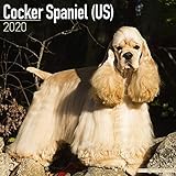 Cocker Spaniel (US) Calendar - Dog Breed Calendars - 2019 - 2020 Wall Calendars - 16 Month by Avonsi by