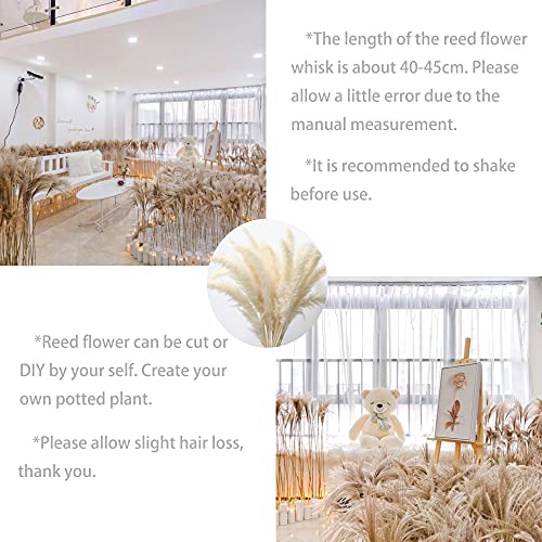 60pcs Natural Dried Pampas Grass 15Pcs White Pampas & 15Pcs Brown Pampas & 30Pcs Pampas Reeds, Beautiful Pampas Grass Decor, Ideal for Home Decor, Wedding Decor (Three-Colors, 60Pcs)