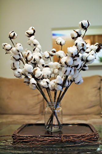 12 Cotton stems- Cotton sprays Cotton branches Cotton boll stalks ,Cotton bolls , Cotton boll stem, Country Rustic bolls stems , Dried Cotton boll 18 inches