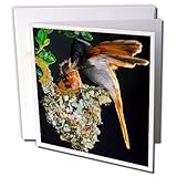 Danita Delimont - Birds - African Paradise Flycatcher feeding chick, Helderberg, South Africa. - 12 Greeting Cards with envelopes (gc_208522_2)