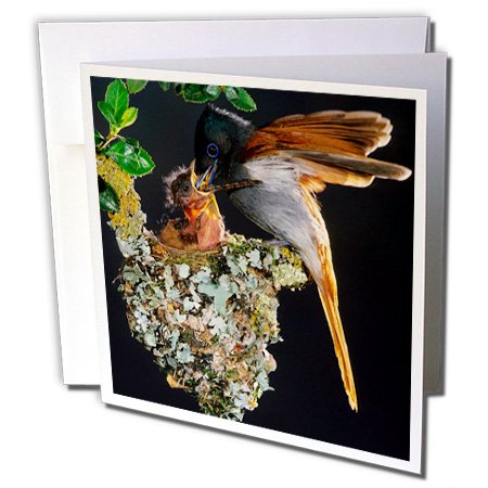 Danita Delimont - Birds - African Paradise Flycatcher feeding chick, Helderberg, South Africa. - 12 Greeting Cards with envelopes (gc_208522_2)