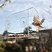 Nature Crystal Clear Acrylic Window Bird Feeder House with Suction Cups and Removable Tray