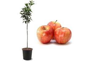 American Plant Exchange Gala Apple Tree, Fruit-Bearing Live Plant, Edible Outdoor Landscape, 3-4' Tall, 5-Gallon Pot