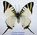 INSECTFARM Framed Real Beautiful Fivebar Swordtail Butterfly Collection Gift Display Insect Taxidermy - BTF01J2
