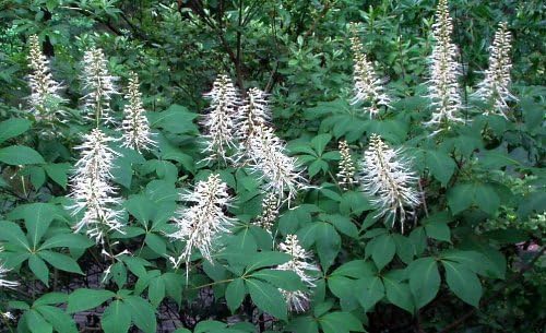 Bottlebrush Buckeye (Aesculus parviflora) by GARDENSOYVEY