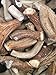 WhiteTail Naturals XL Jumbo Premium Deer Antlers for Dogs by The Pound (1 Pound Pack) All Natural Extra Large Thick Antler Chews | X Large Dog Chew for Aggressive Chewers | Hard, Long Lasting Shed