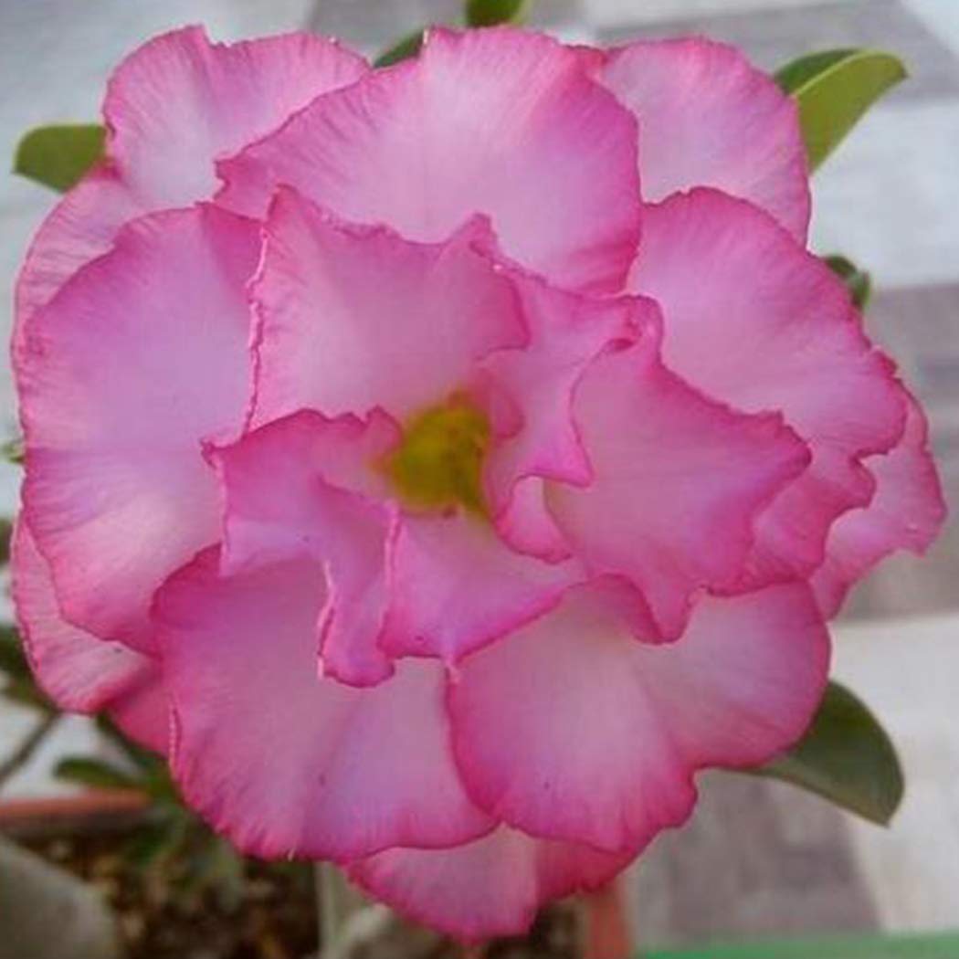 Jardin 100pcs Graines De Rose Du Désert Grainé Fleur Jardin