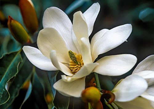 10 Seeds Magnolia doltsopa Sweet Michelia Flowering Tree