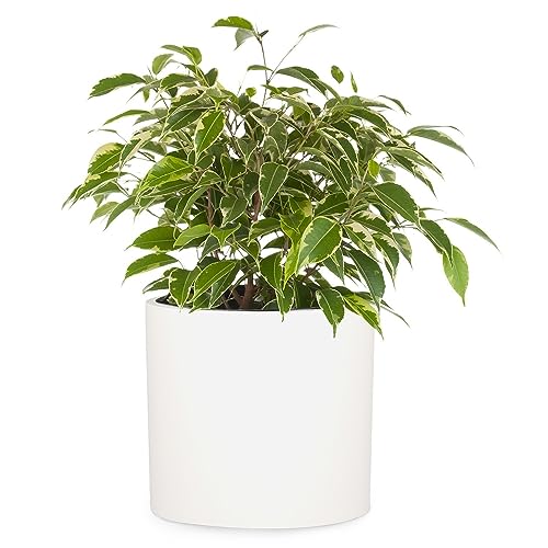 Fox & Fern Planter, Plant Pots Indoor, Planters for Indoor Plants