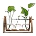 Terrarium Bulb Vase with Wooden Stand, Rustic Plant Mint Leaves and Spider Planter Holder for Home & Office Desk Decoration(3 Terrariums)