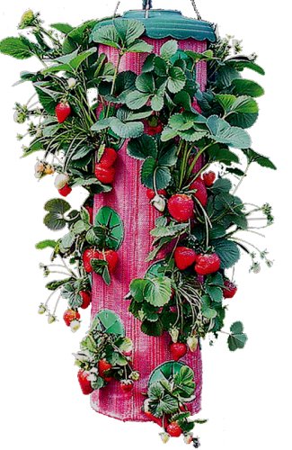 Felknor Ventures TT091112 Topsy Turvy Strawberry Planter