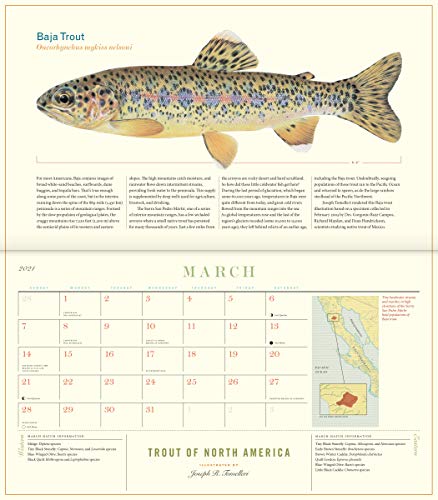 Trout of North America Wall Calendar 2021 | Pricepulse