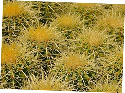 CATS 1 Bare Root Echinocactus Grusonii"Golden Barrel" Cactus 4" - RK87