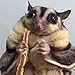 Polar Bear's Pet Shop 1 Pcs Fish Flavor Sugar Glider Hamster Squirrel Chinchillas Small Animals Sandwich Snacks and Food (20g)