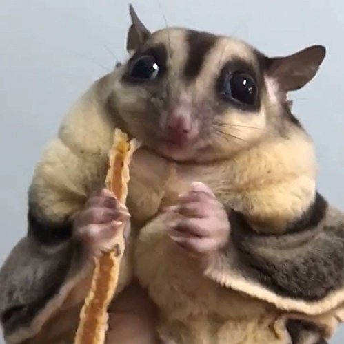 Polar Bear's Pet Shop 1 Pcs Fish Flavor Sugar Glider Hamster Squirrel Chinchillas Small Animals Sandwich Snacks and Food (20g) - Thumbnail 4
