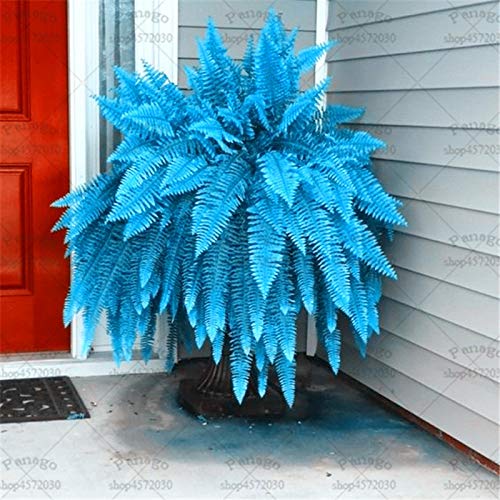 100 Pcs/Lot Blue Bracken Fern Bonsai Plants Rare Fiddlehead Succulent Potted Plant DIY for Home Garden Decoration Easy to Grow