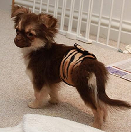 glenndarcy dog belly bands